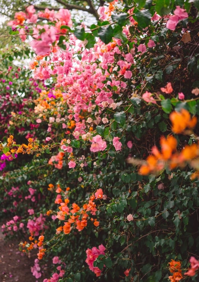 LA Garden  By Bethany Young