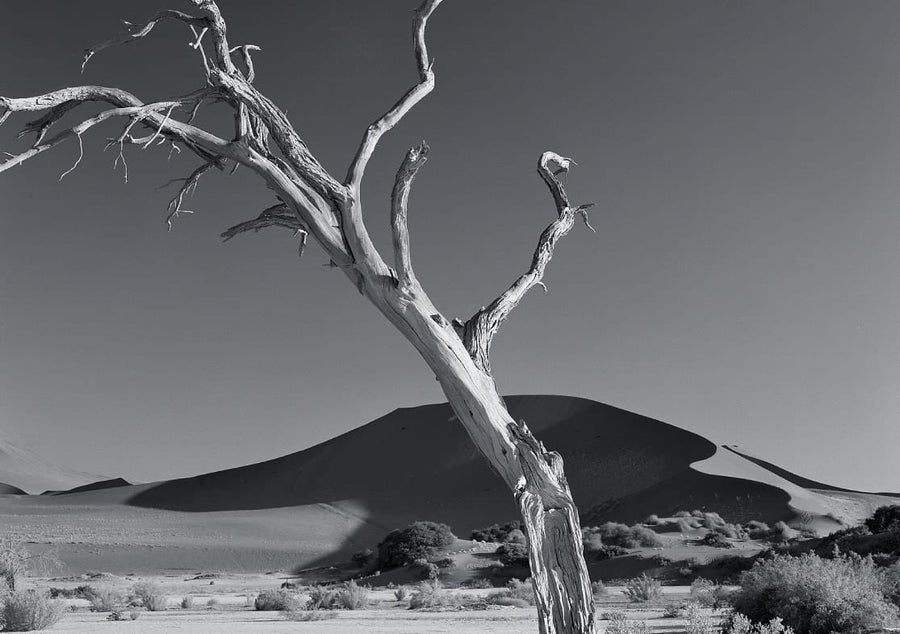 Last Tree Standing By Robin Skjoldborg