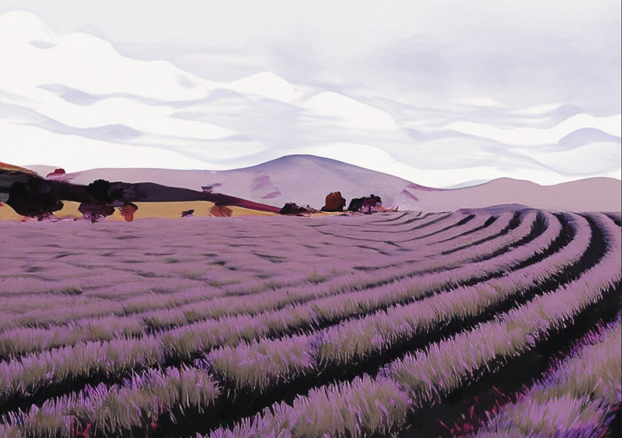 Lavender Fields Tasmania by Dear Muskeeter