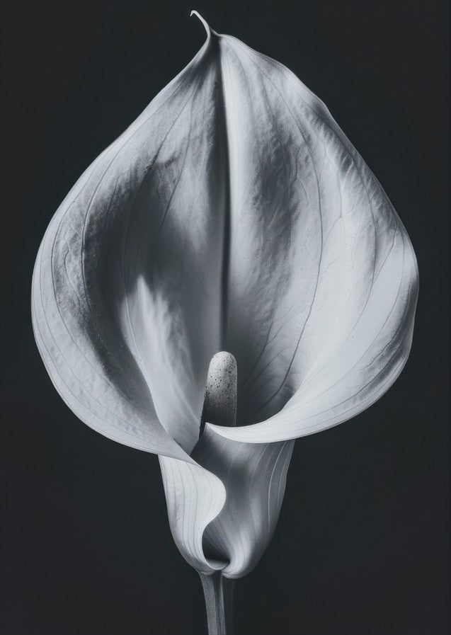 Lily by Peter Attard