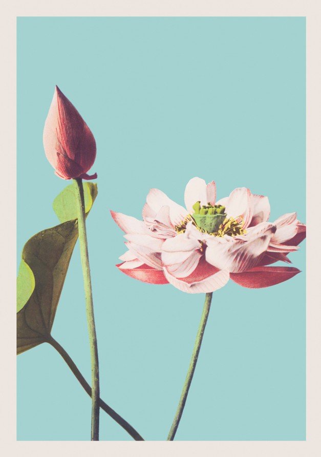 Lotus Flower Vintage by Ogawa Kazumasa