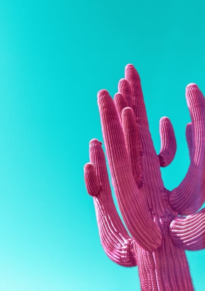 Magenta Pink Saguaro Cactus By Tom Windeknecht