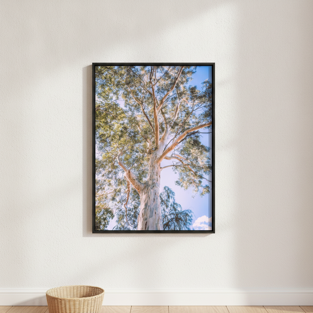 Australian Bush Gum Tree Photography