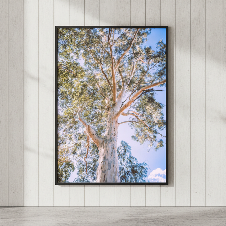 Australian Bush Gum Tree Photography