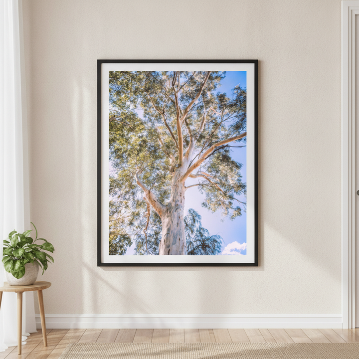 Australian Bush Gum Tree Photography