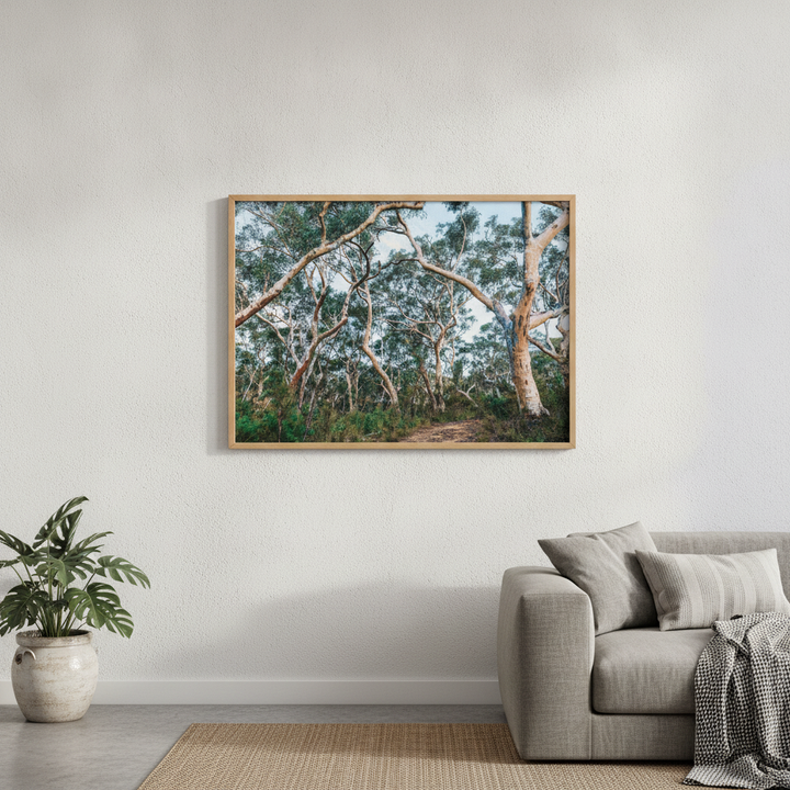 Australian Bush Photography Wall Art