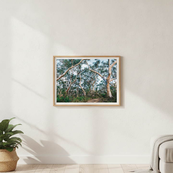 Australian Bush Photography Wall Art