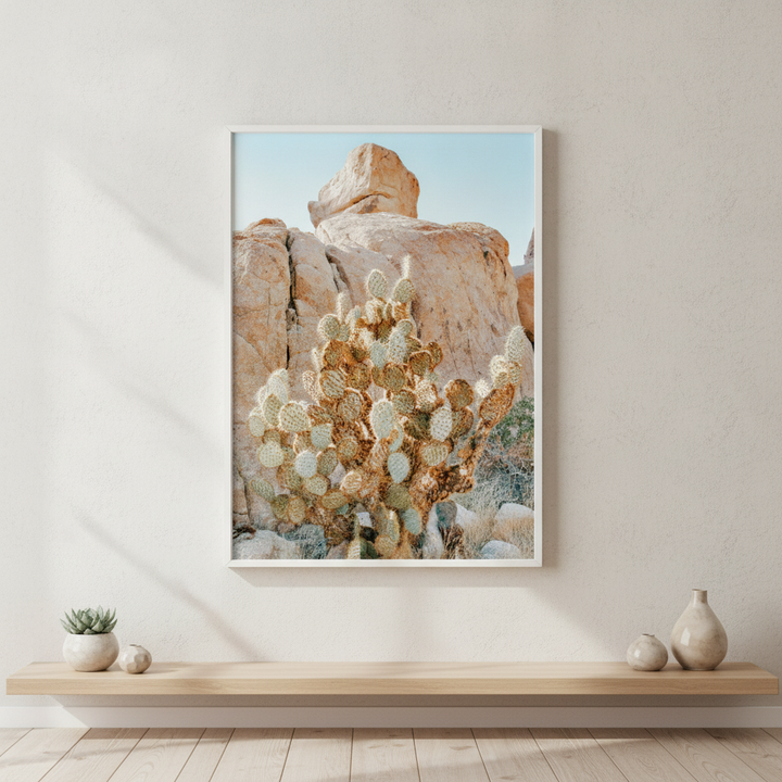 Summer Time Cactus Photograph