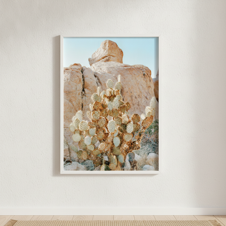 Summer Time Cactus Photograph