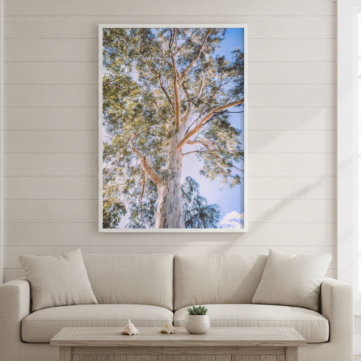 Australian Bush Gum Tree Photography