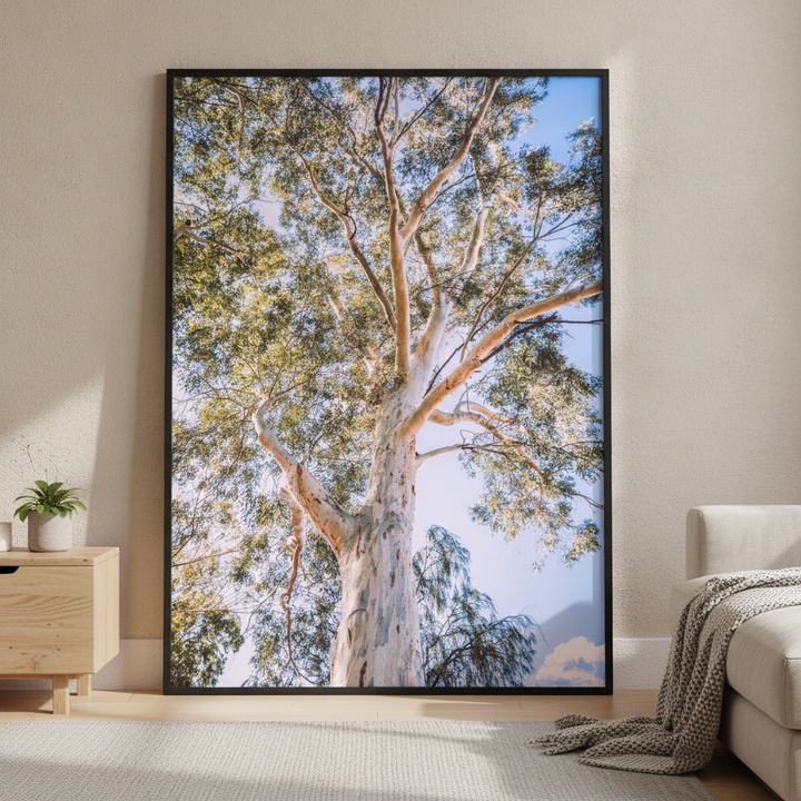 Australian Bush Gum Tree Photography