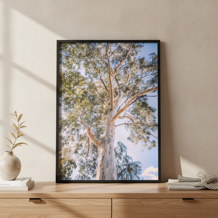 Australian Bush Gum Tree Photography
