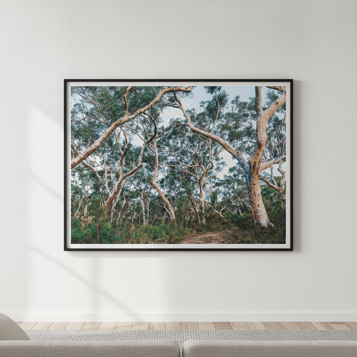 Australian Bush Photography Wall Art