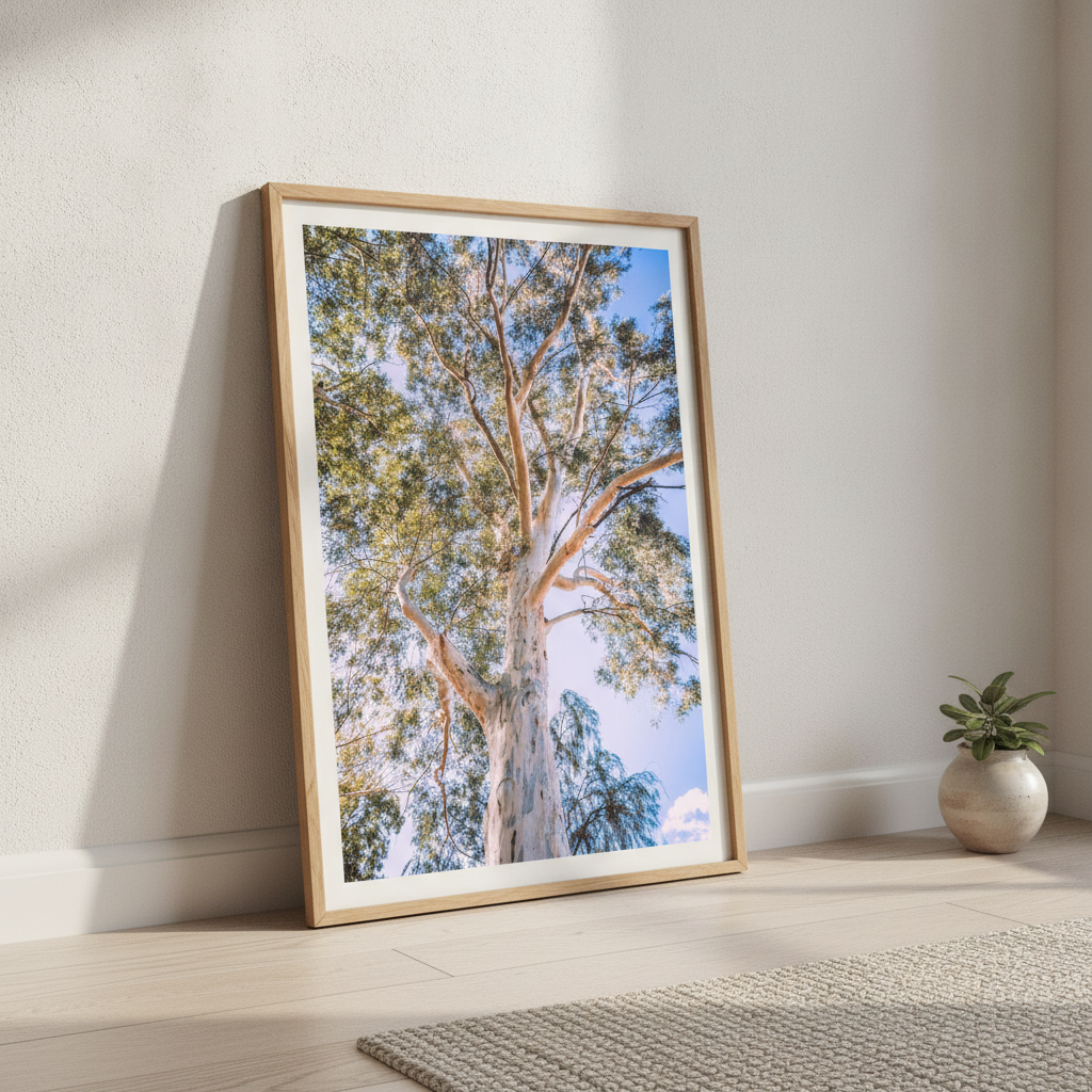 Australian Bush Gum Tree Photography