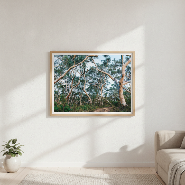 Australian Bush Photography Wall Art