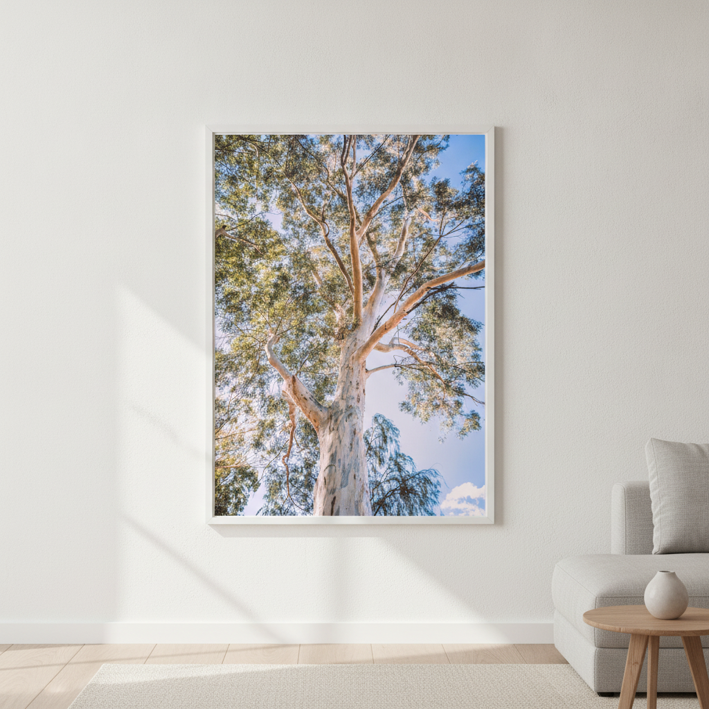 Australian Bush Gum Tree Photography