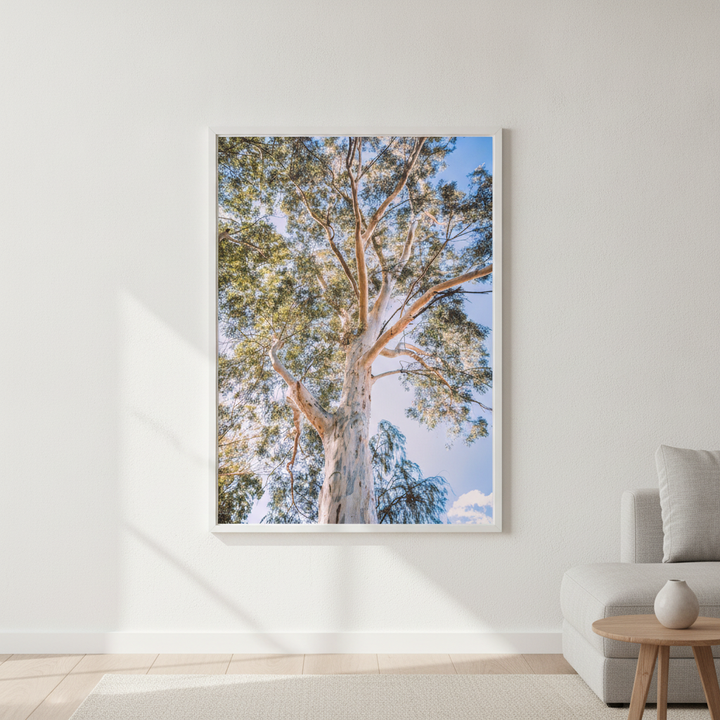 Australian Bush Gum Tree Photography
