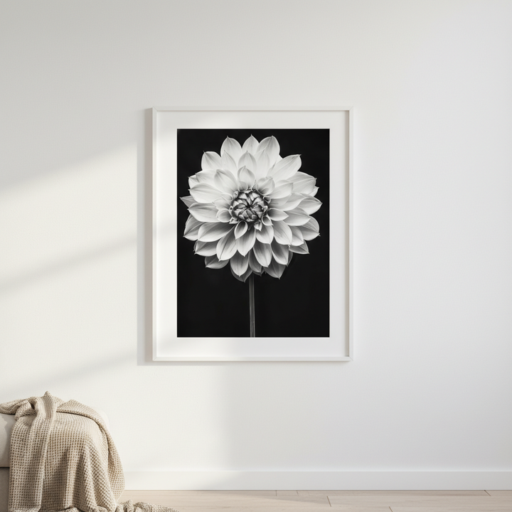 Cactus Dahlia by Peter Attard