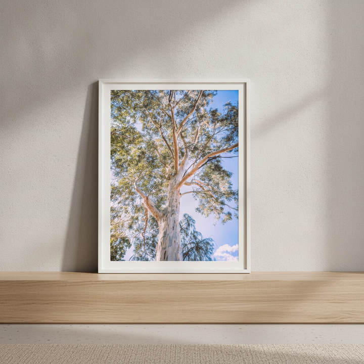Australian Bush Gum Tree Photography