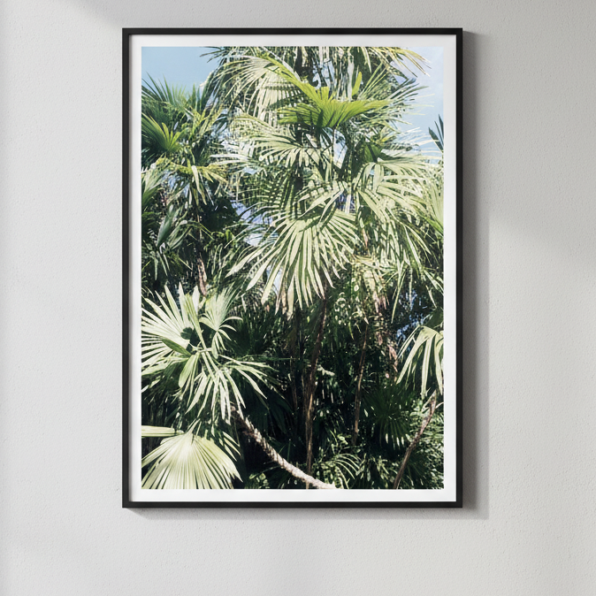 Tropical Palm Trees by Hope Bainbridge