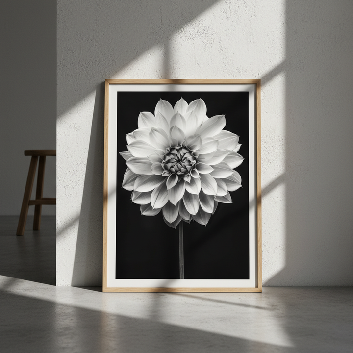 Cactus Dahlia by Peter Attard