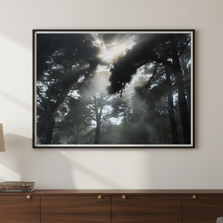 Forest light by Robin Skjoldborg