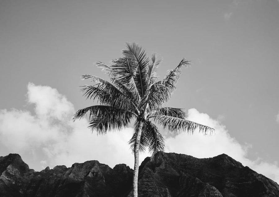 Monochrome Hawaiian Palm  By Bethany Young