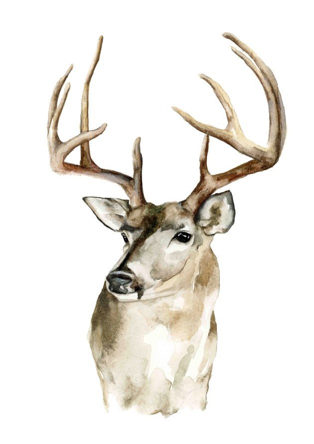 Mule Deer by Meredith O'Neal