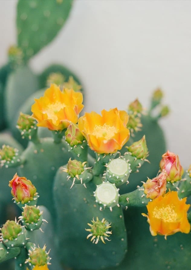 New Mexico Cactus by Bethany Young