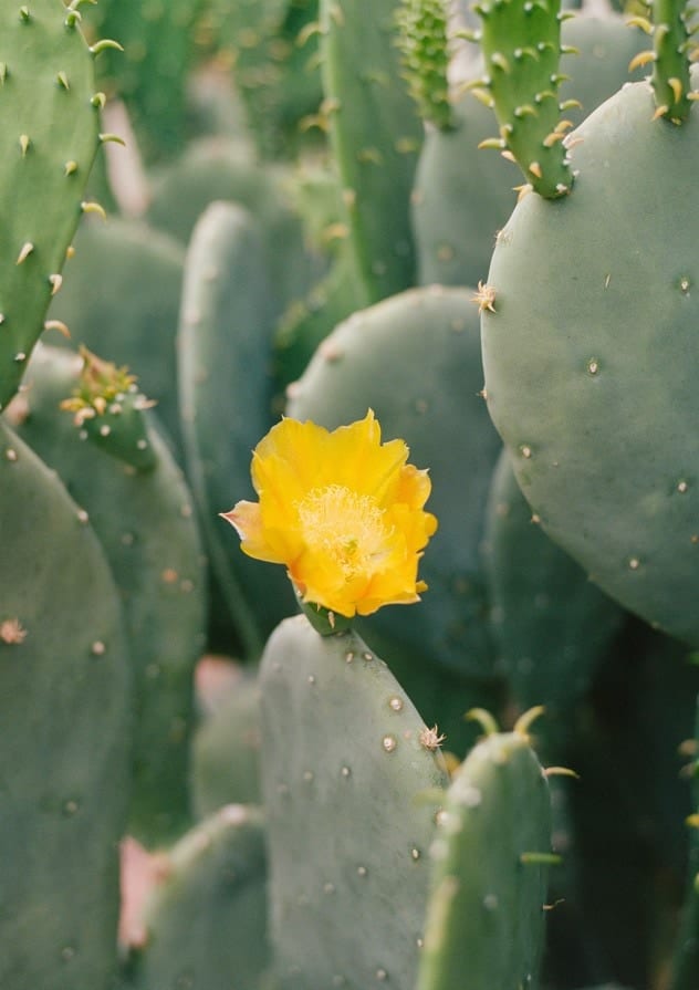 One Yellow Cactus Flower by Bethany Young