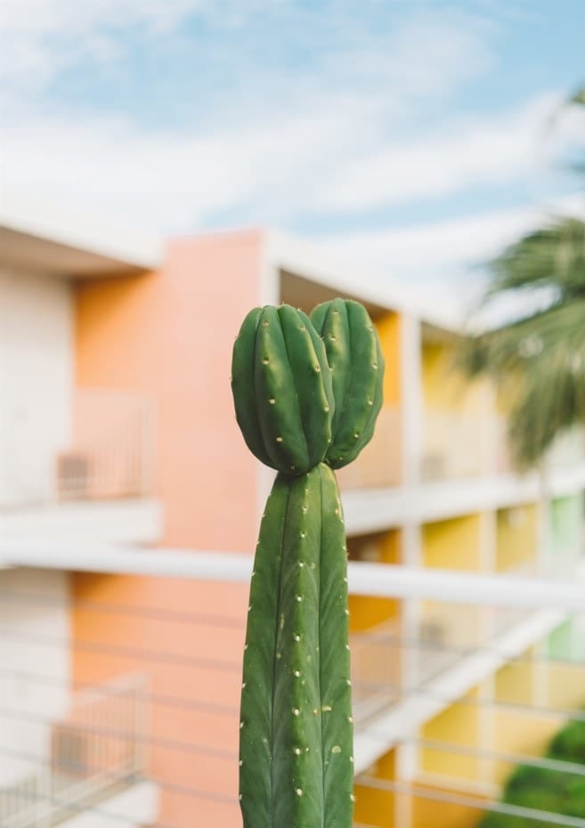 Palm Springs Cactus II  By Bethany Young