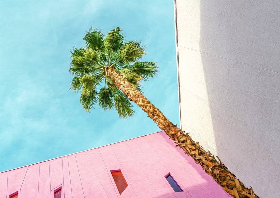 Palm Tree Look Up By Tom Windeknecht