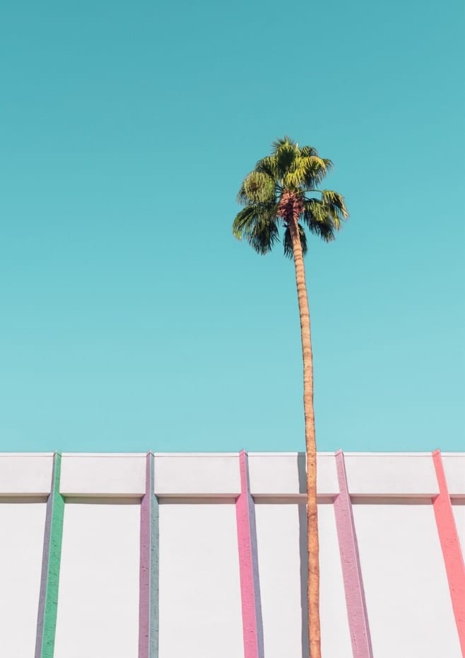 Palm Tree Rainbow By Tom Windeknecht