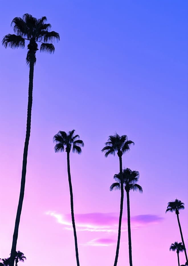 Palm Trees Pink And Purple Sunset By Tom Windeknecht