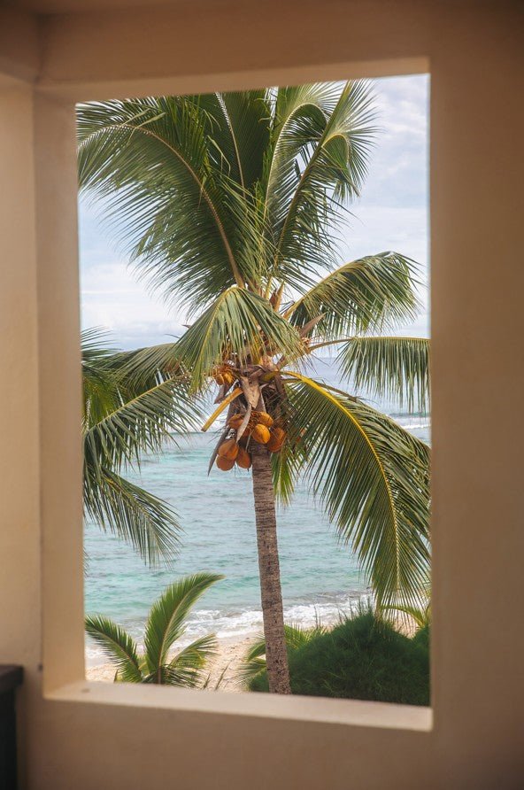 Palm tree with coconuts by a beach through a window framed