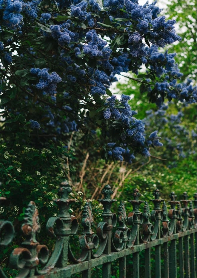 Paris Garden By Bethany Young