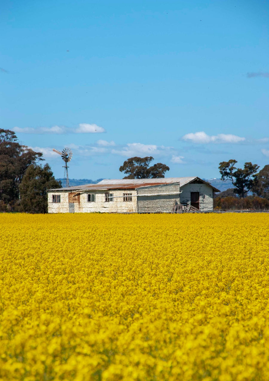 Shearing Shed In Canola Field By Steve Scott