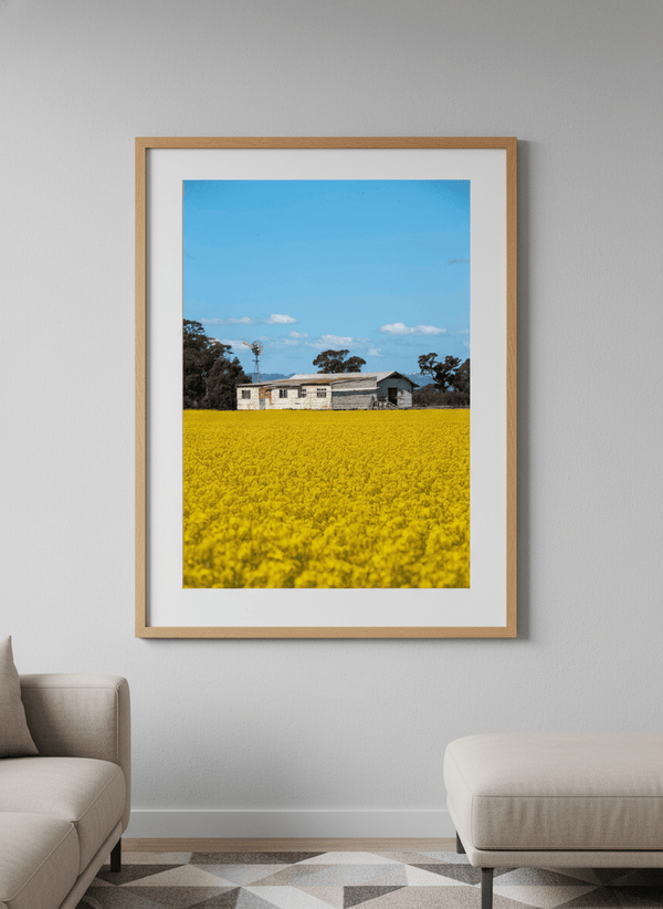 Shearing Shed In Canola Field By Steve Scott