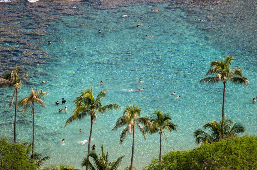 People swimming in clear blue water with palm trees in the foreground framed
