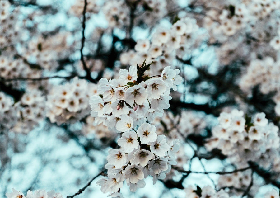 Spring's First by Aaron Borchardt