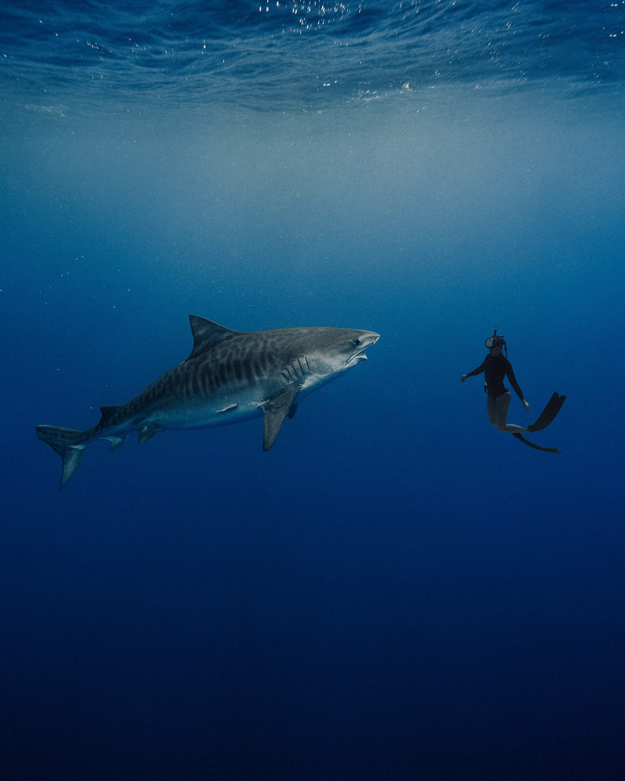 The Encounter By Brannon Jackson