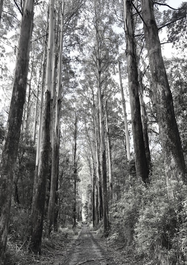 Tree Track Black and White by Nicole Hunter