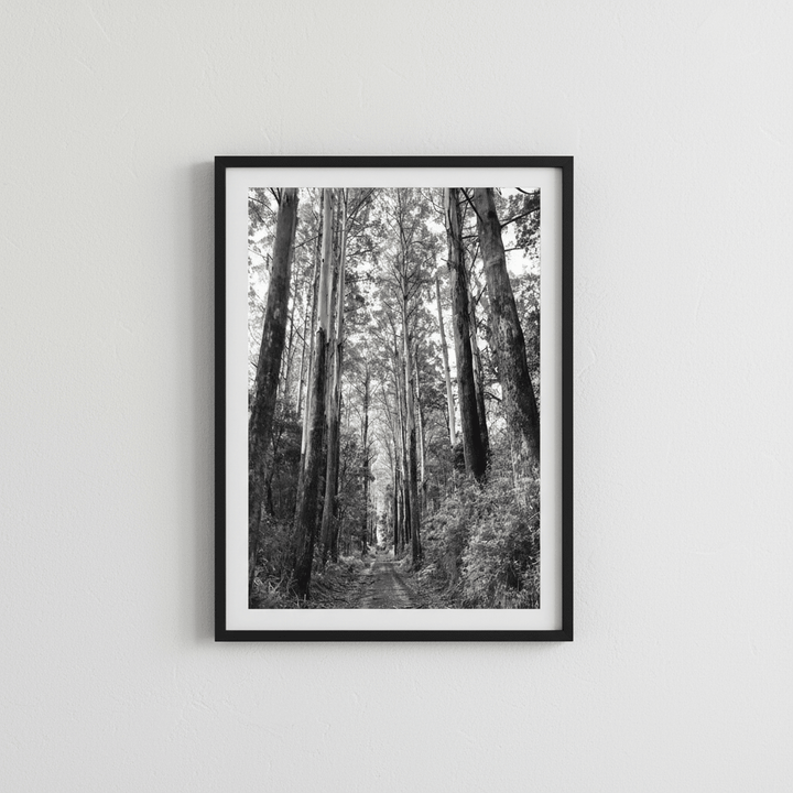 Tree Track Black and White by Nicole Hunter wall - art - picture - poster