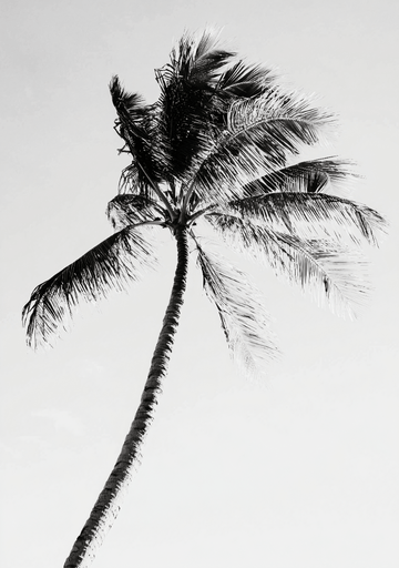 Tropic Noir Coastal Black and White Palm Tree Photography frame