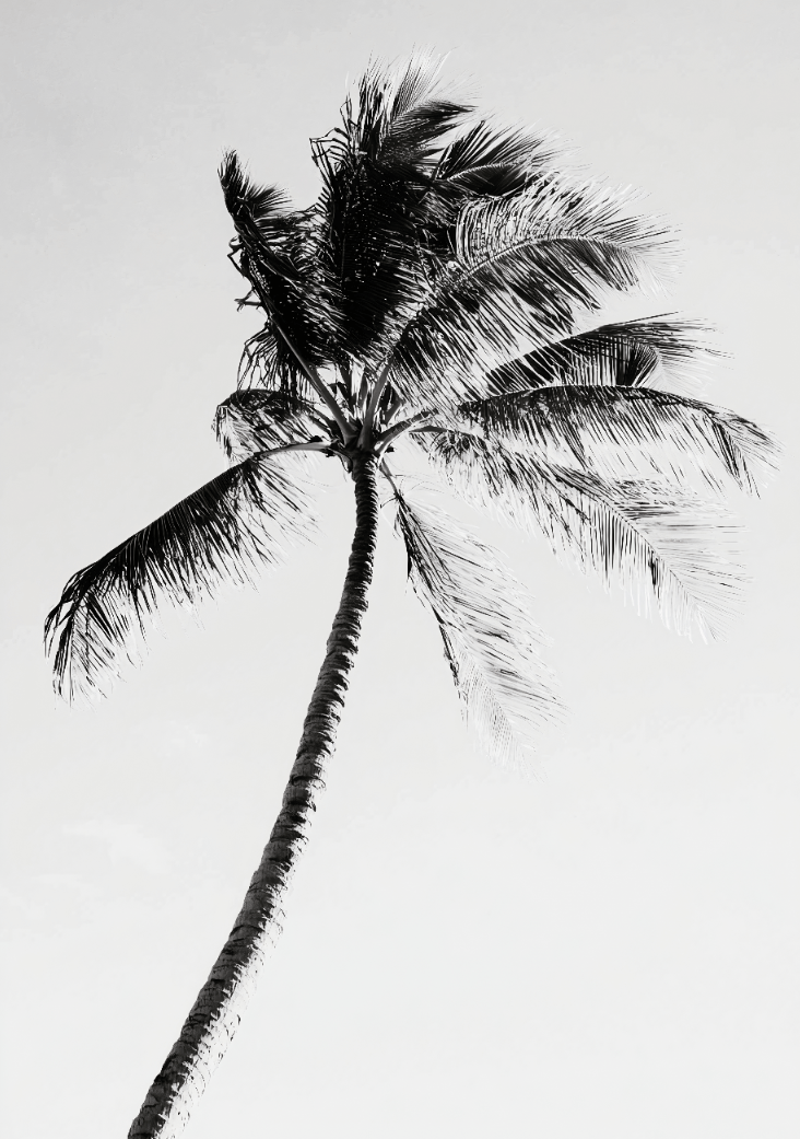 Tropic Noir