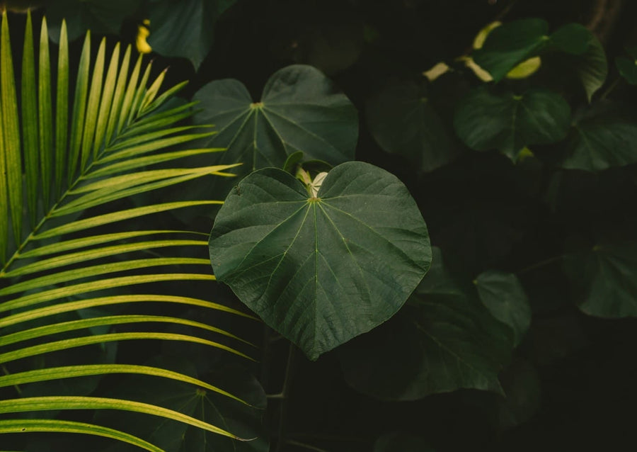 Tropical Hawaii  By Bethany Young