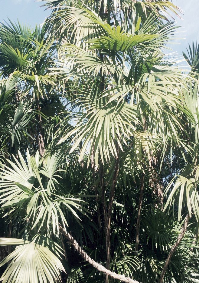 Tropical Palm Trees by Hope Bainbridge