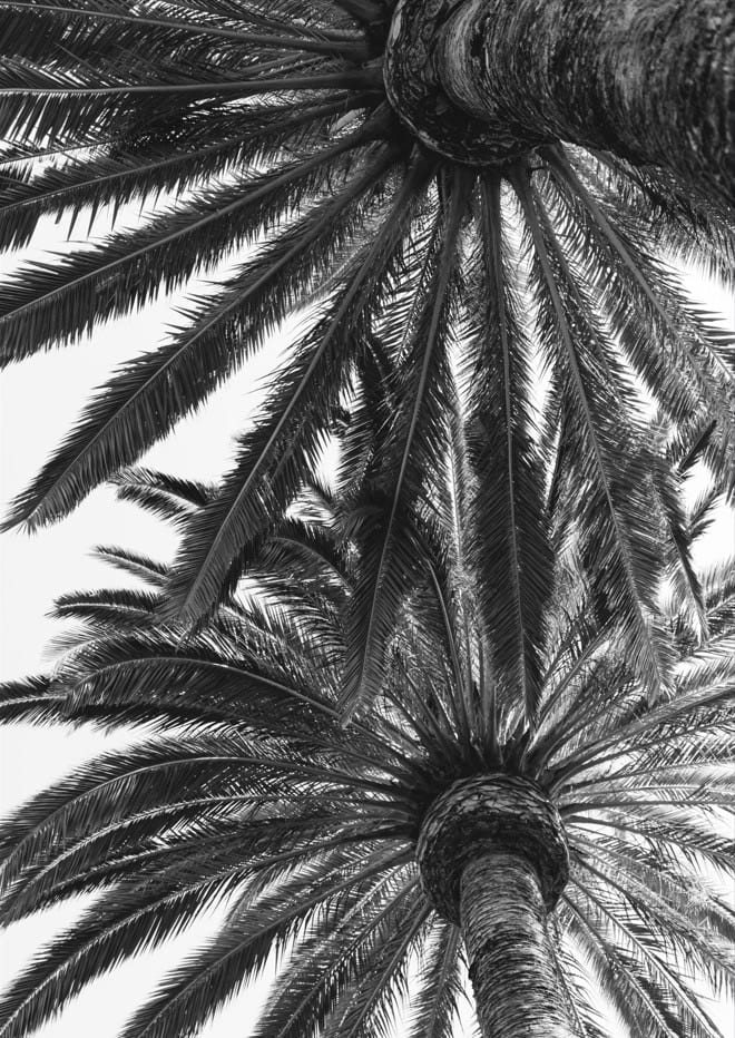 Venice Palms  By Bethany Young