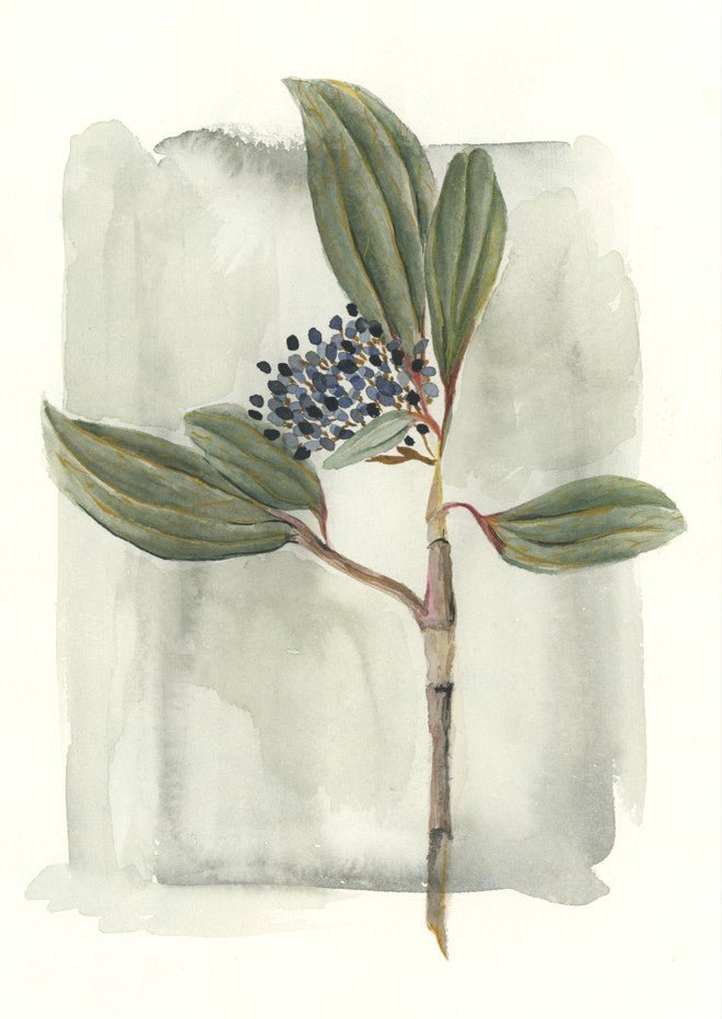 Viburnum David II by Lucrecia Caporale