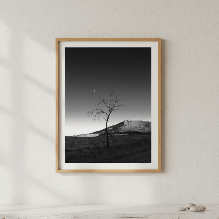 Warraweena - Moon Tree by Steven Scott wall - art - picture - poster